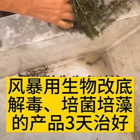 风暴速治虾塘草挂泥发黑