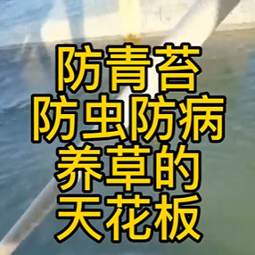 防青苔发病